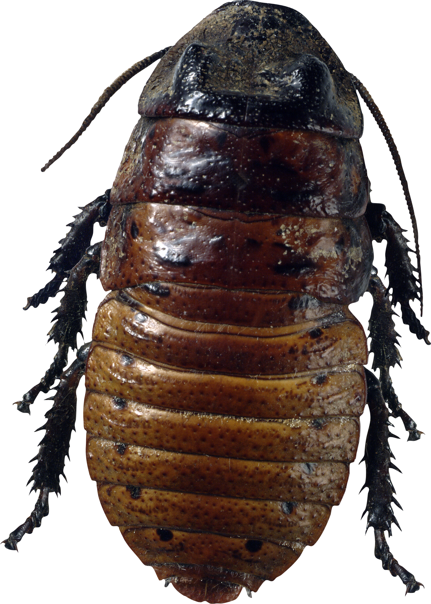 Roach Transparent PNG Image