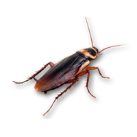Roach PNG