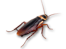 Roach Transparent PNG Image