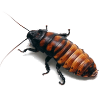 Roach PNG