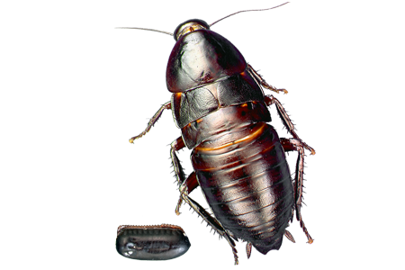 Roach Transparent PNG Image