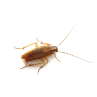 Roach PNG