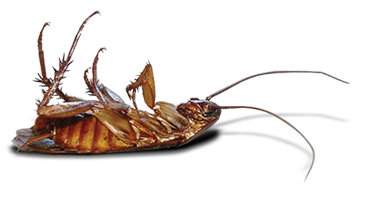 Roach Transparent PNG Image