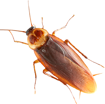 Roach Transparent PNG Image