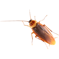 Roach PNG