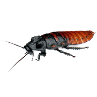Roach PNG