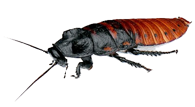 Roach Transparent PNG Image