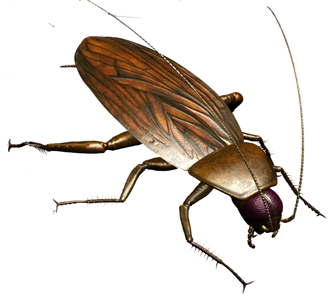 Roach Transparent PNG Image