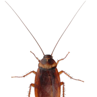 Roach PNG