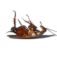Roach PNG
