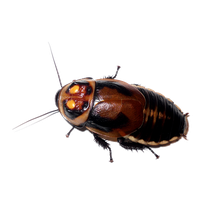 Roach PNG