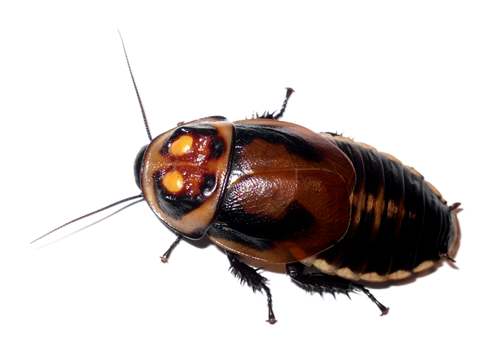 Roach Transparent PNG Image