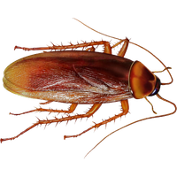 Roach PNG