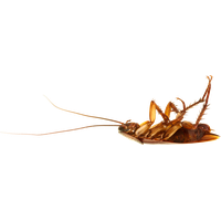 Roach PNG