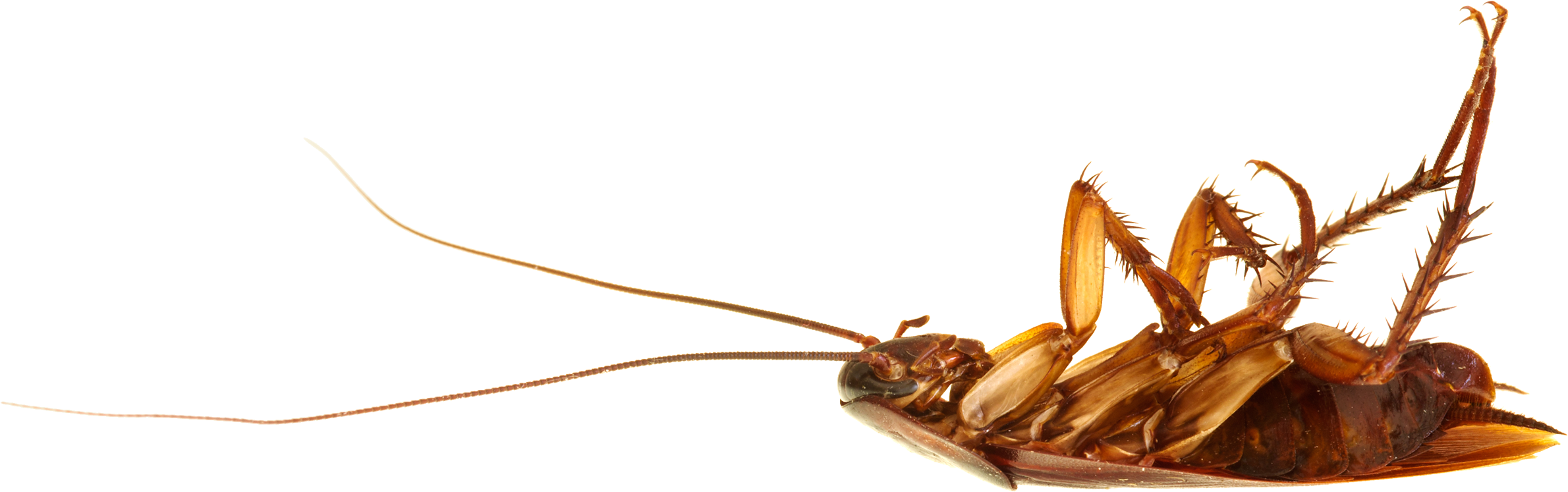 Roach Transparent PNG Image