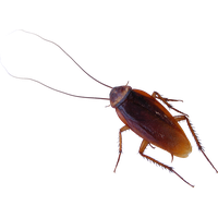Roach PNG