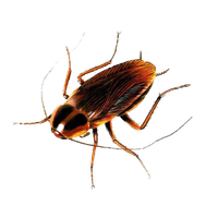 Roach PNG