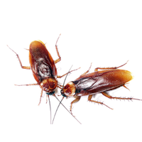 Roach PNG