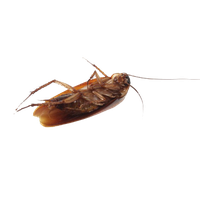 Roach PNG
