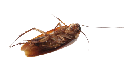 Roach Transparent PNG Image