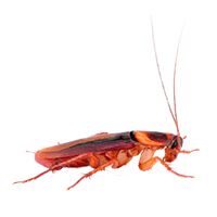 Roach PNG