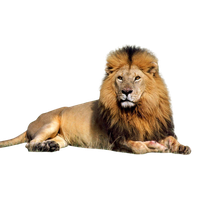 Lioness Roar Image PNG