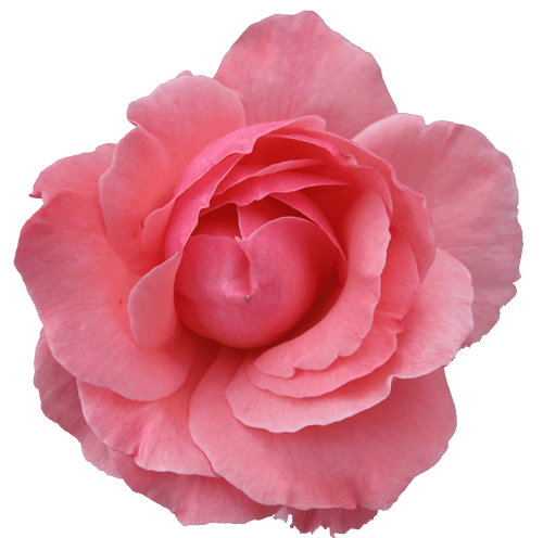 Pink Rose Png Image Picture Download PNG Image