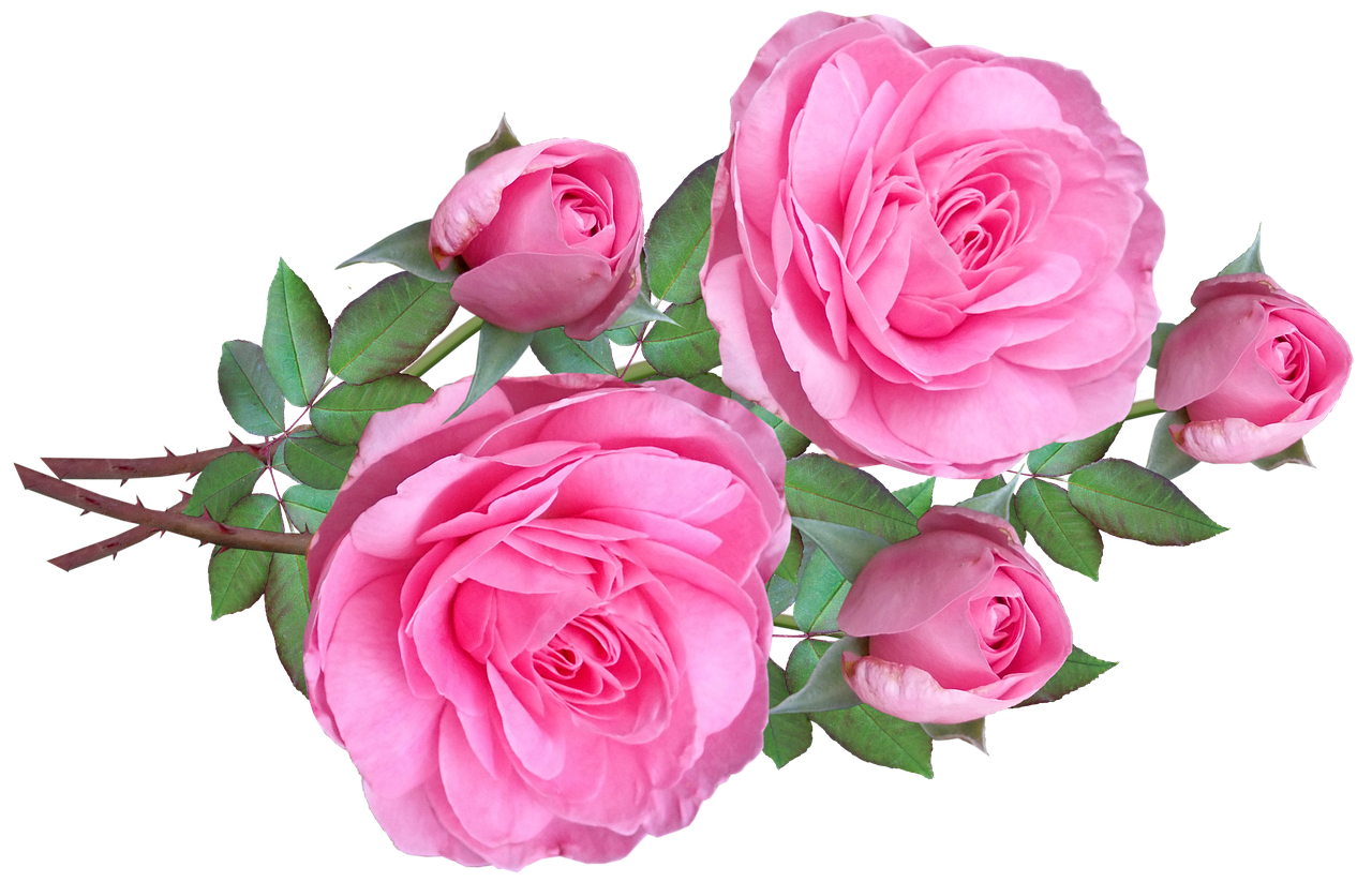 Blossom Pink Flower Bunch Rose PNG Image