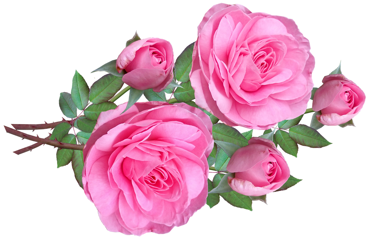 Blossom Pink Flower Bunch Rose Transparent PNG Image