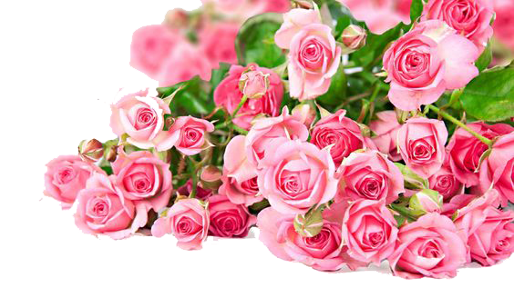 Pink Light Flower Bunch Rose PNG Image