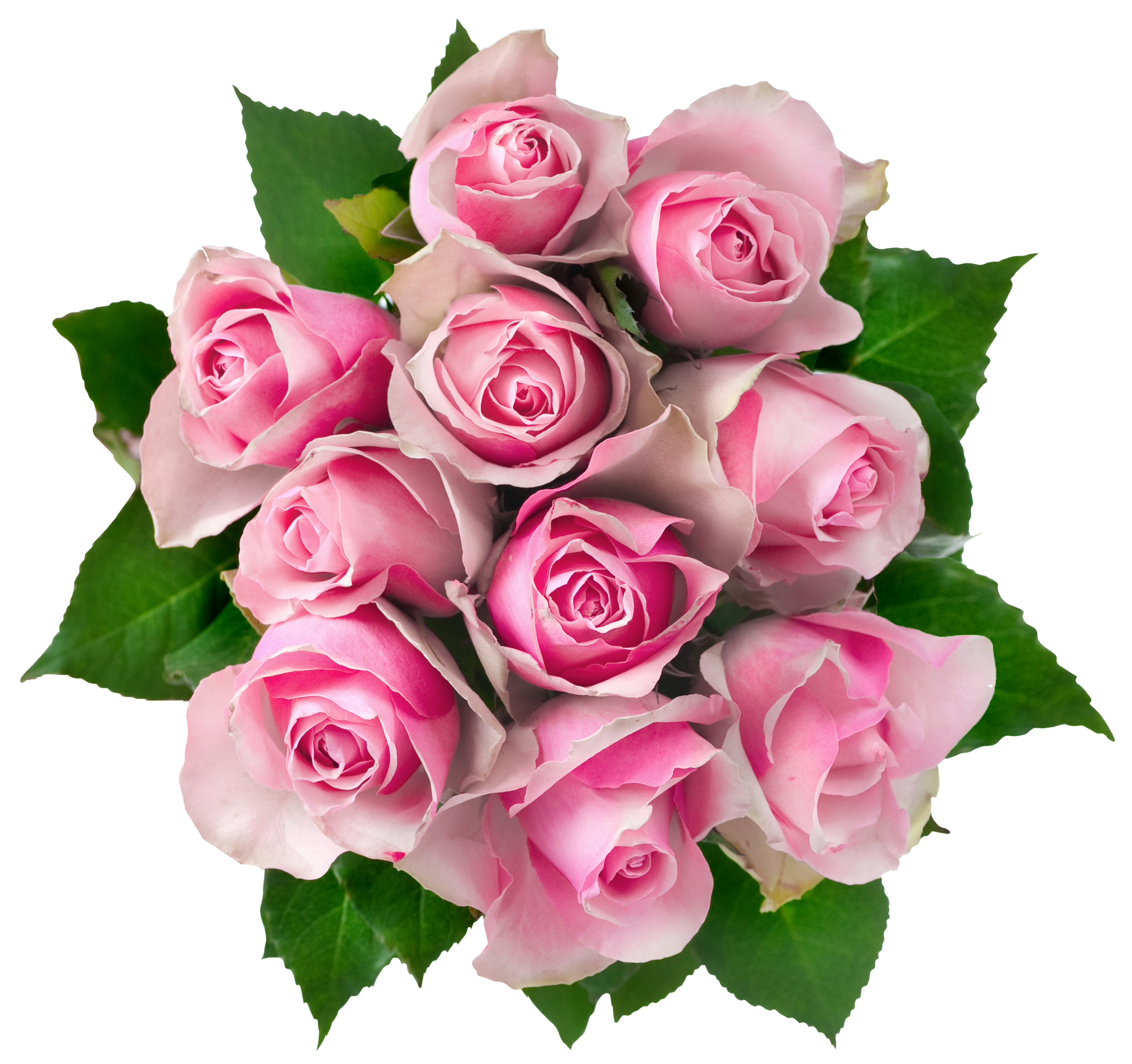 Pink Rose Flower Photos Bunch PNG Image