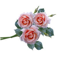 Download Pink Flower Spring Photos Rose Bunch HQ PNG Image | FreePNGImg