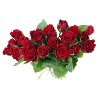Bouquet Fresh Rose Free HD Image PNG