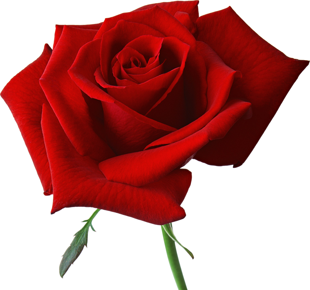Bouquet Rose Red Download HQ PNG Image