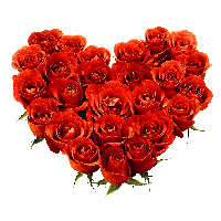 Rose Png Image Picture Download Transparent HQ PNG Download | FreePNGimg