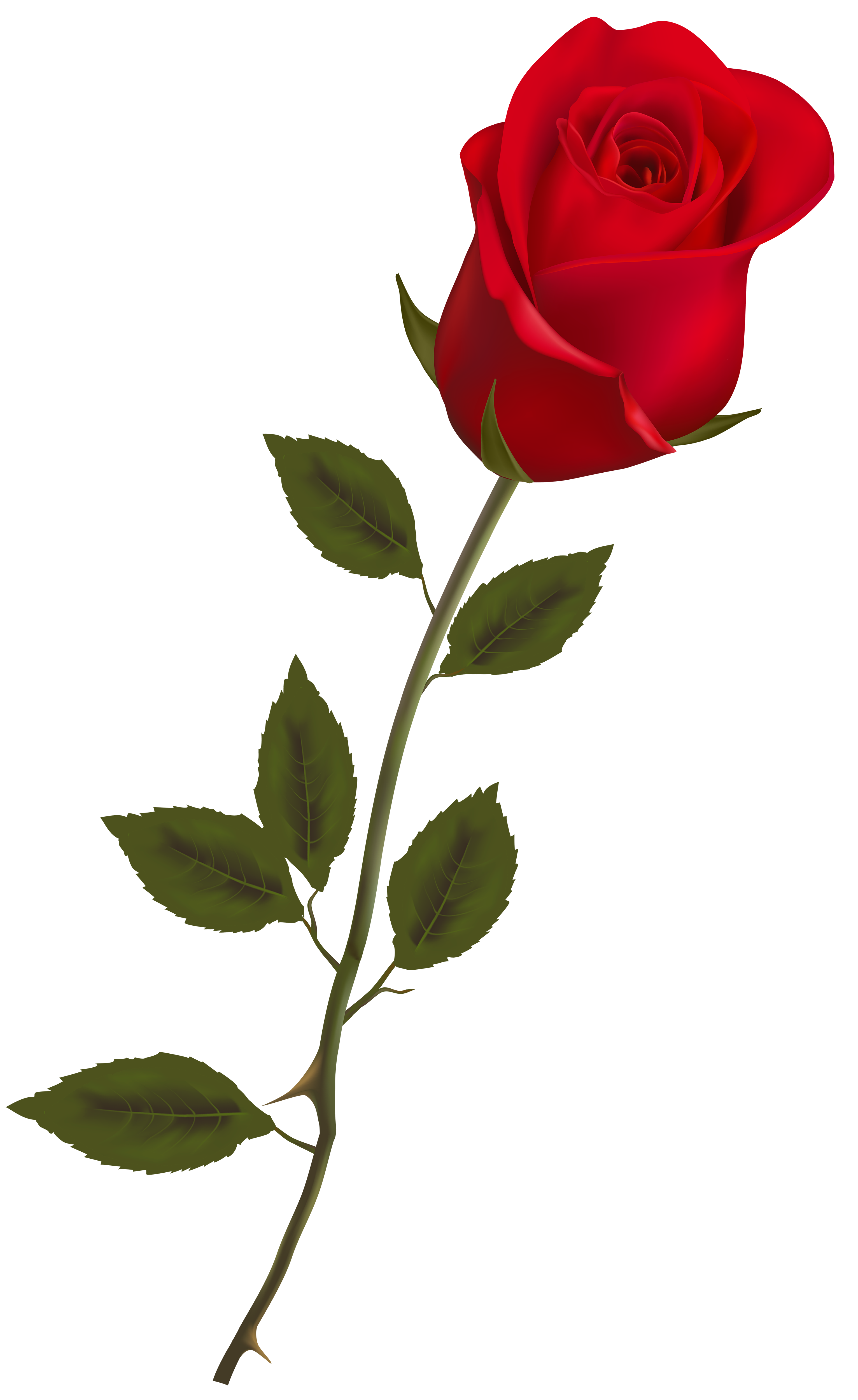 Rose Image Transparent Hq Png Download Freepngimg