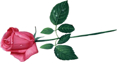 Download Pink Rose Transparent Image Hq Png Image Freepngimg