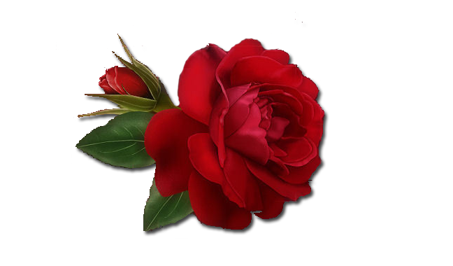 Single Red Rose Clipart PNG Image