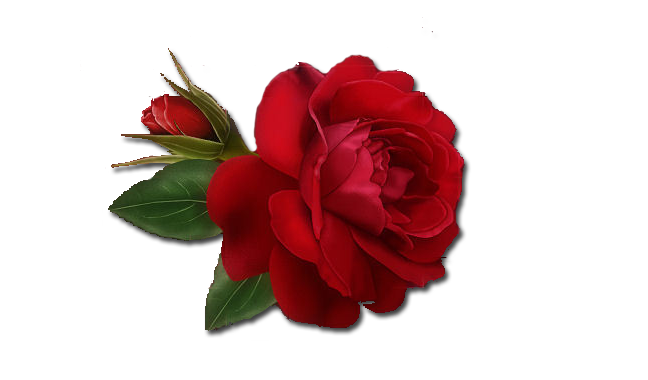 Single Red Rose Clipart Transparent PNG Image