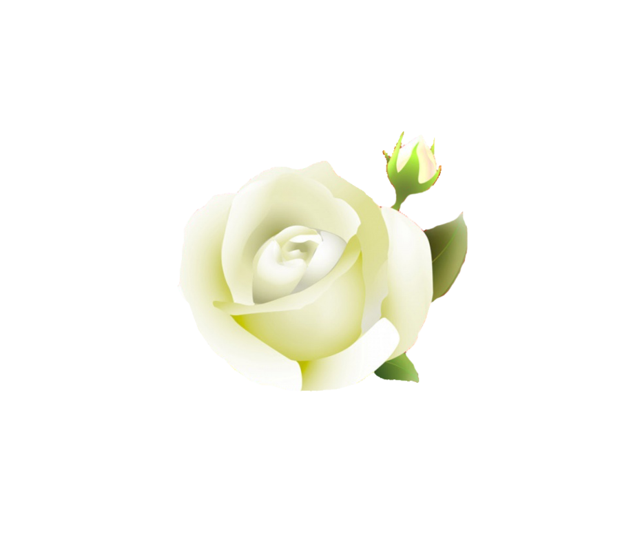 White Rose Clipart PNG Image