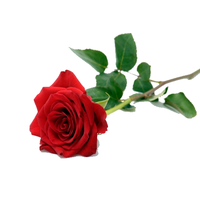Download Single Red Rose HQ PNG Image | FreePNGImg