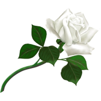 26844-9-white-rose-transparent-backgroun