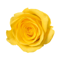 Yellow Rose Image