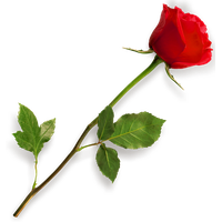 Single Red Rose Image PNG