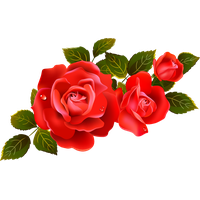 Red Rose Image PNG