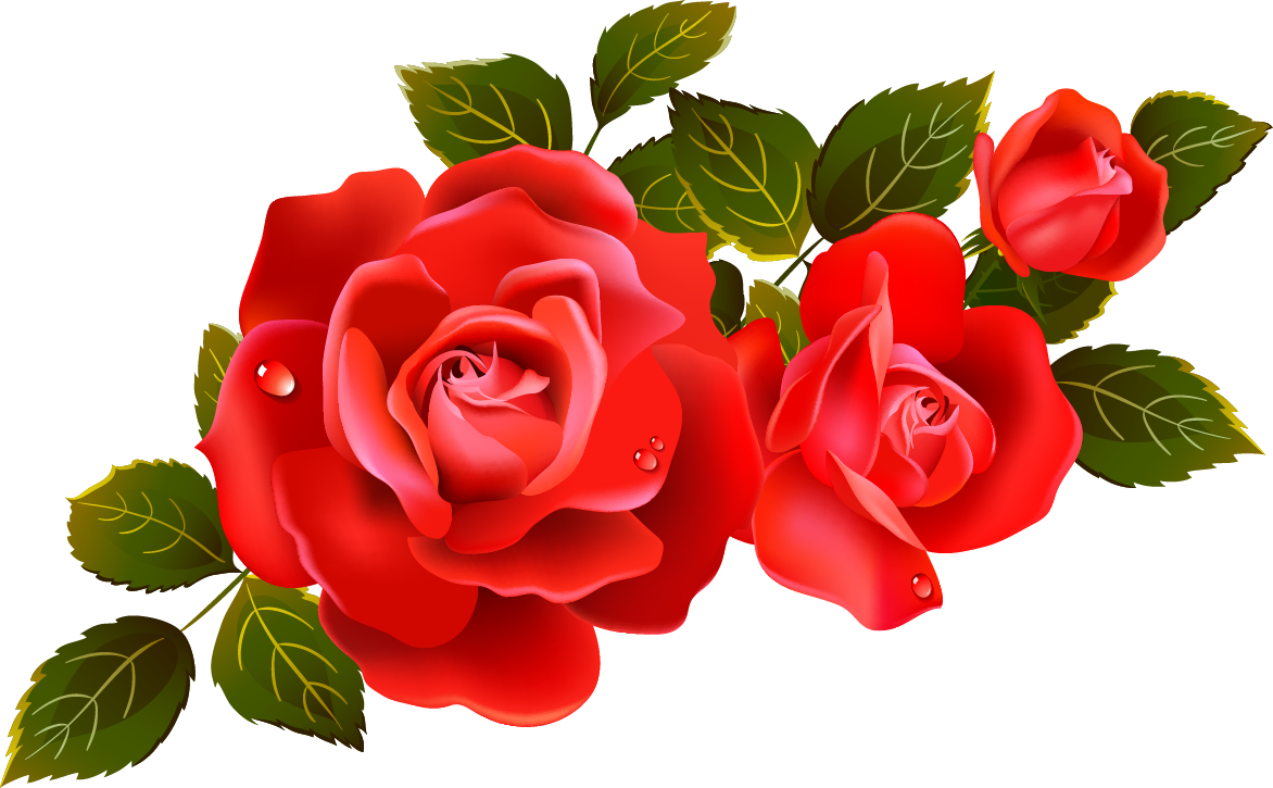 Red Rose Image PNG Image