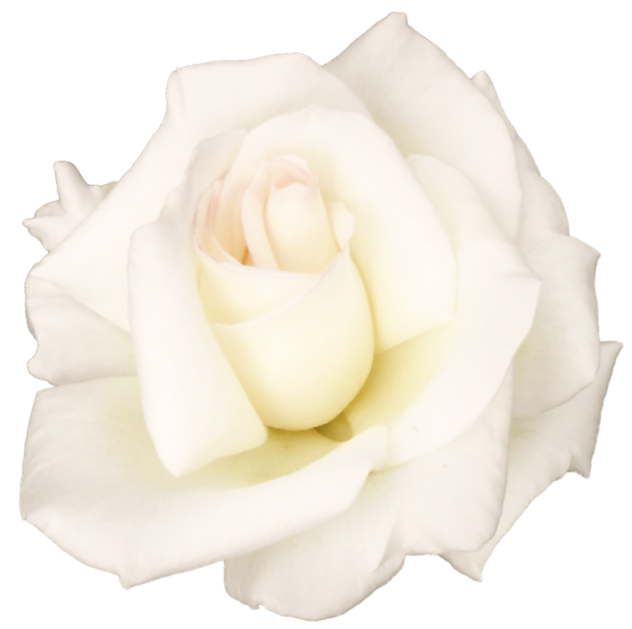 Beautiful White Rose Transparent Hq Png Download Freepngimg – NBKomputer