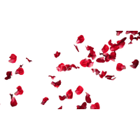 Rose Petals Transparent PNG Image