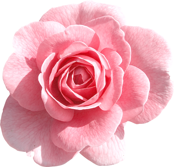 Download Pink Rose Transparent HQ PNG Image FreePNGImg