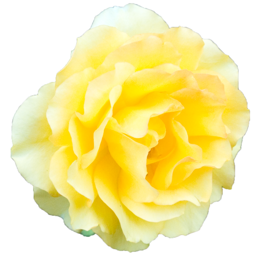 Yellow Rose Transparent Background PNG Image